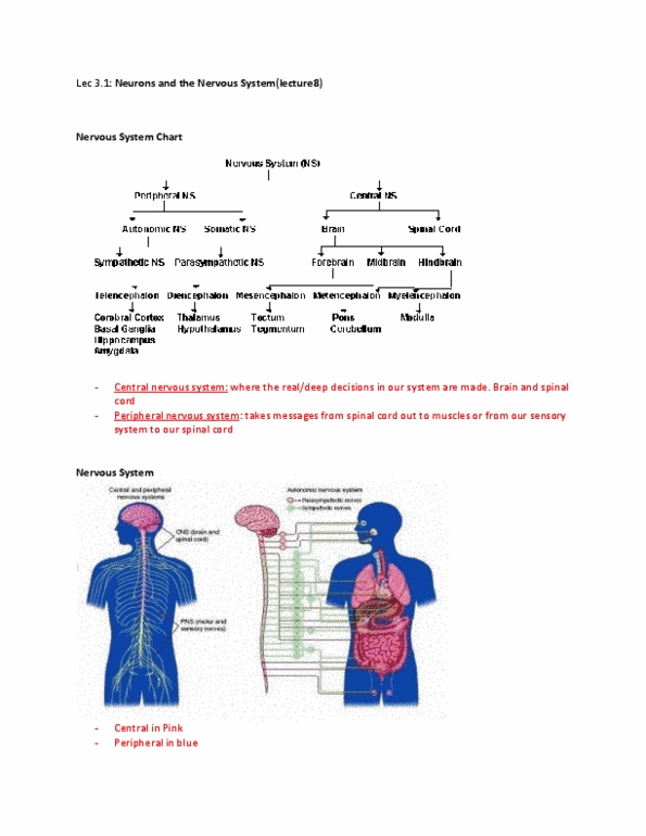 PSYA01H3 Lecture Notes - Reduced Affect Display, Proprioception, Auditory Cortex thumbnail