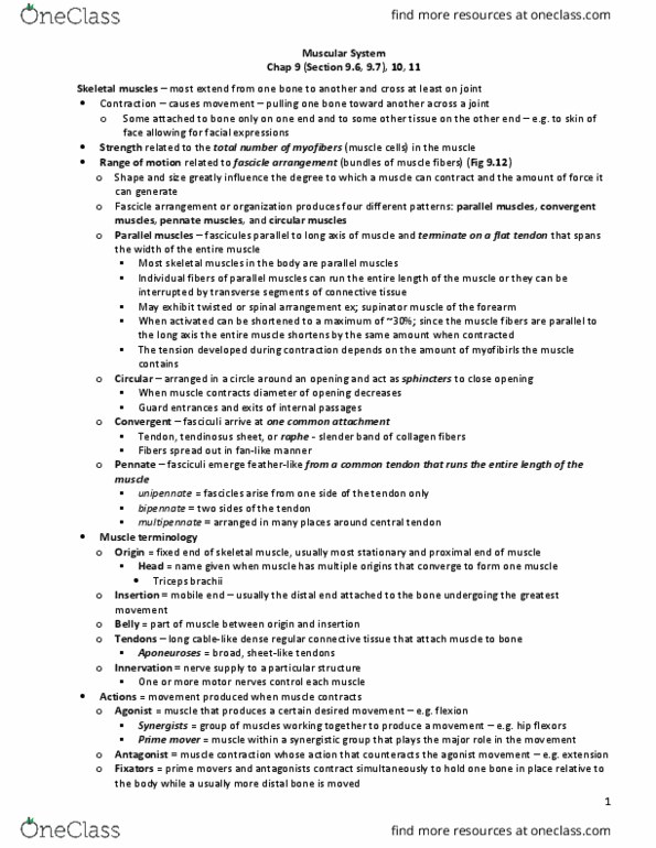 BLG 700 Lecture Notes - Lecture 7: Anterior Inferior Iliac Spine, Anterior Superior Iliac Spine, Levator Labii Superioris thumbnail