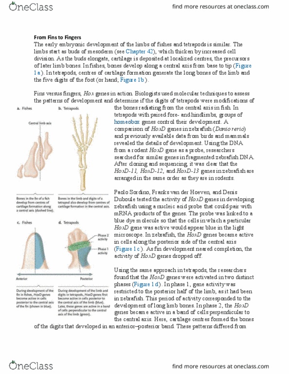 Psychology 1000 Lecture Notes - Lecture 5: Zebrafish, Hoxd13, Tetrapod thumbnail