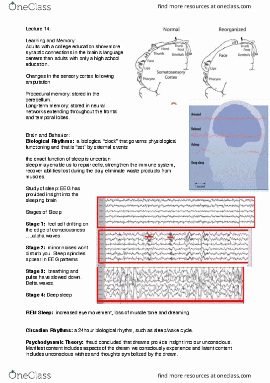 PSYC 111 Lecture Notes - Lecture 14: Chronobiology, Muscle Tone, Sensory Cortex thumbnail