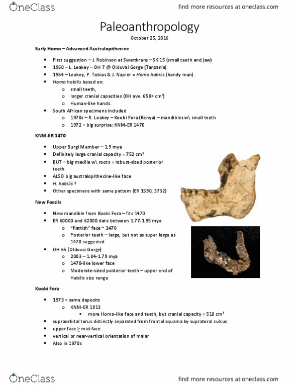 ANT 350 Lecture Notes - Lecture 19: Olduvai Gorge, Homo Habilis, Koobi Fora thumbnail