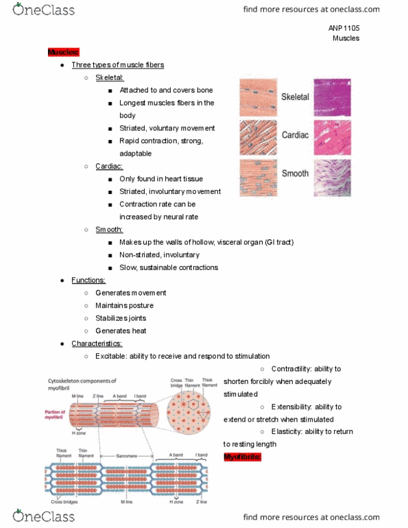 ANP 1105 Lecture Notes - Lecture 5: Endoplasmic Reticulum, Interstimulus Interval, Myocyte thumbnail