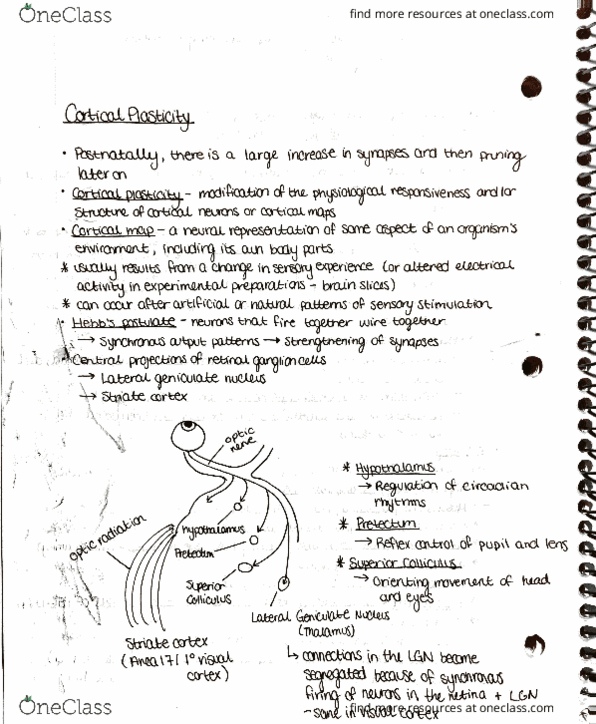 PHYSL212 Lecture Notes - Lecture 10: Monocular Deprivation, Cortical Map, Strabismus thumbnail