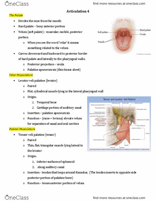 CDIS 4213 Lecture Notes - Lecture 15: Orbicularis Oris Muscle, Palatine Bone, Hard Palate thumbnail