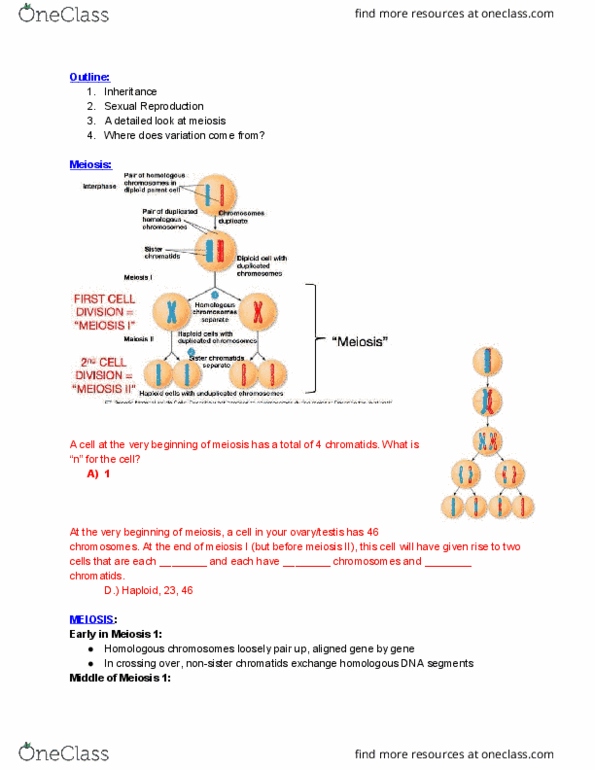 EBIO 1210 Lecture Notes - Lecture 11: Sister Chromatids, Synapsis, Dna Replication thumbnail