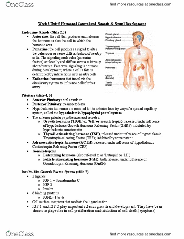 BPK 375 Lecture Notes - Lecture 8: Thyroid, Anterior Pituitary, Insulin-Like Growth Factor 1 thumbnail