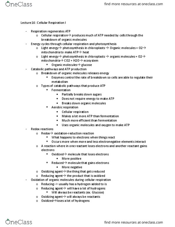 BIOL 130 Lecture Notes - Lecture 16: Oxidative Phosphorylation, Cellular Respiration, Glyceraldehyde 3-Phosphate thumbnail