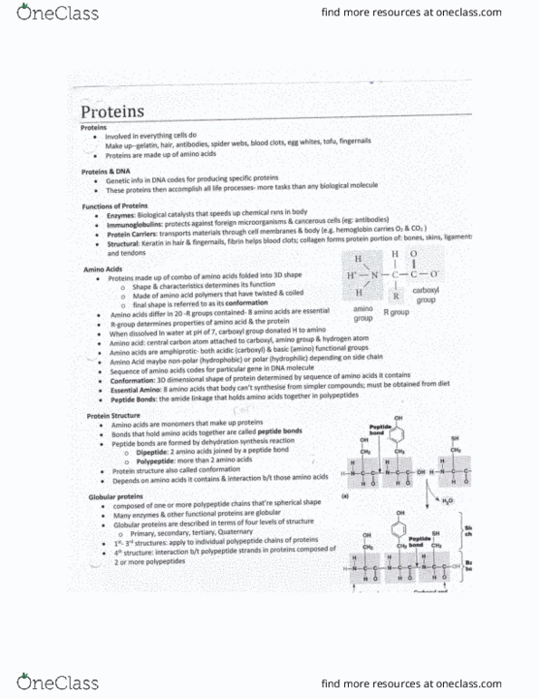 BIOL 1000 Chapter Notes - Chapter 4: Scleroprotein, Synthes, Amine thumbnail