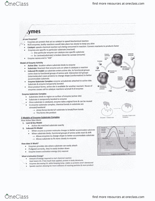 BIOL 1000 Chapter Notes - Chapter 4: Enzyme Activator, Activation Energy, Enzyme thumbnail