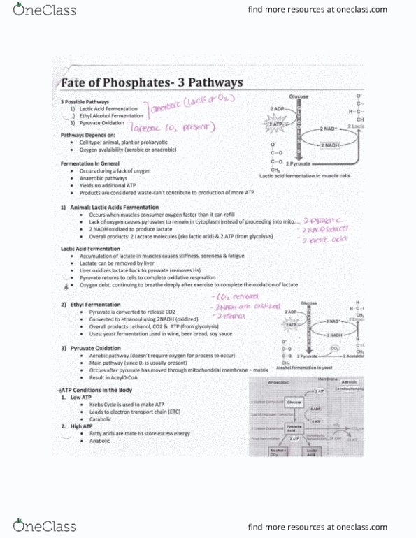 BIOL 1000 Chapter Notes - Chapter 6: Ethanol Fermentation, Pyruvic Acid, Acetaldehyde thumbnail