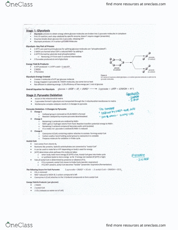 BIOL 1000 Chapter Notes - Chapter 6: Citric Acid Cycle, Oxidative Phosphorylation, Acetyl-Coa thumbnail