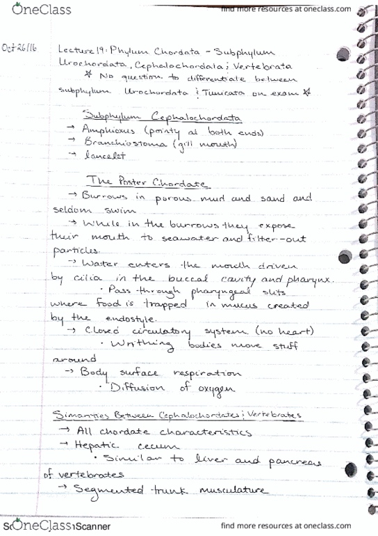BIOL 2003 Lecture 19: Phylum Chordata - Subphylum Urochordata, Cephalochordata, & Vertebrata thumbnail
