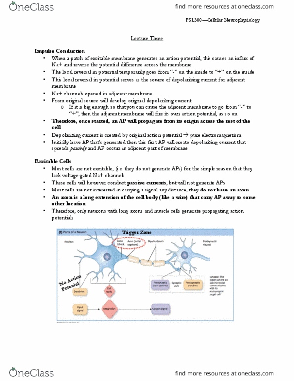 PSL300H1 Lecture Notes - Lecture 3: Saltatory Conduction, Schwann Cell, Neuroglia thumbnail
