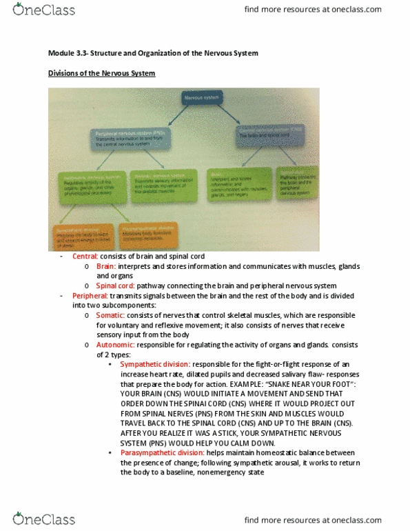 PSYA01H3 Chapter Notes - Chapter 3.3: Peripheral Nervous System, Hindbrain, Midbrain thumbnail