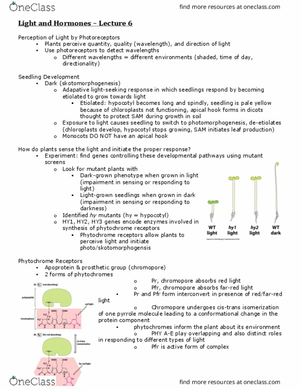 BIOLOGY 2D03 Lecture Notes - Lecture 6: Pfr, Usage-Based Insurance, Phytochrome thumbnail