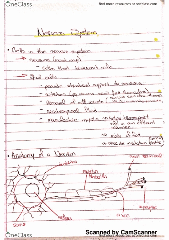 PSY-2012 Lecture 3: Biological Processes thumbnail