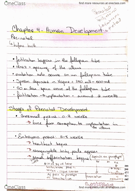 PSY-2012 Lecture Notes - Lecture 4: Thatching, Mental Model, Ath thumbnail