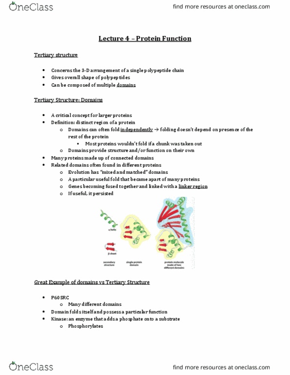 Biochemistry 2280A Lecture Notes - Lecture 4: Intrinsically Disordered Proteins, Alpha Helix, Protein Folding thumbnail