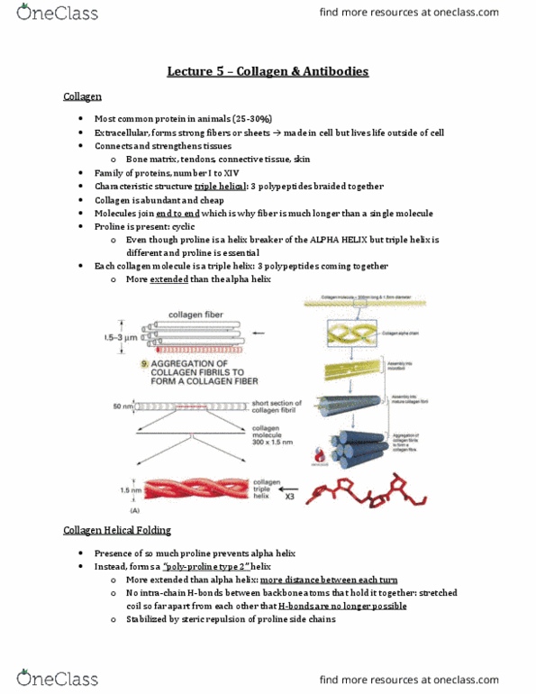 Biochemistry 2280A Lecture Notes - Lecture 5: Triple Helix, Protein Precursor, Alpha Helix thumbnail