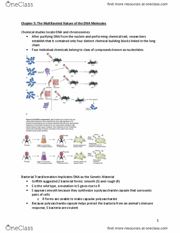 BIOL 2111 Chapter Notes - Chapter 5: The Double Helix, Bacteriophage, Nitrogenous Base thumbnail