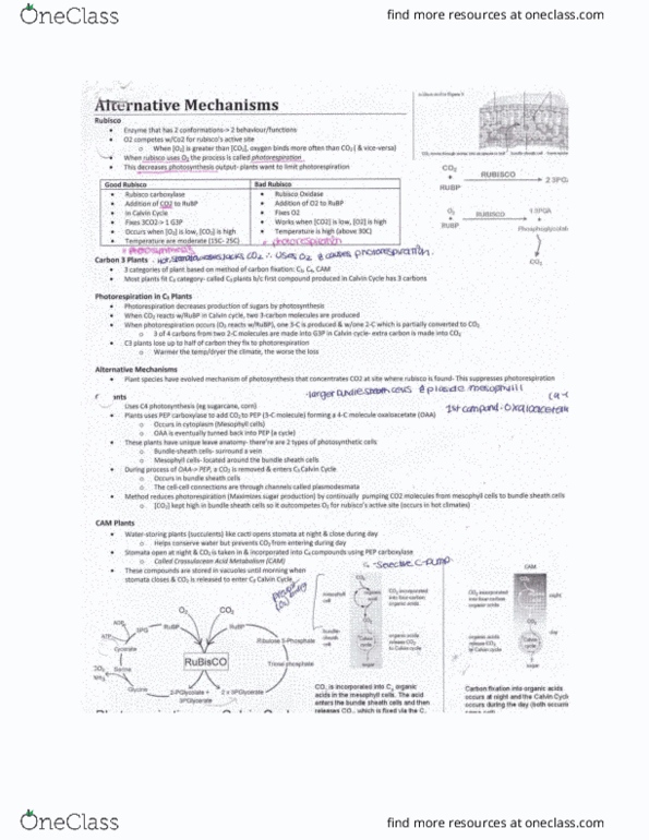 BIOL 1000 Chapter Notes - Chapter 7: Vascular Bundle, Carbon Fixation, Rubisco thumbnail