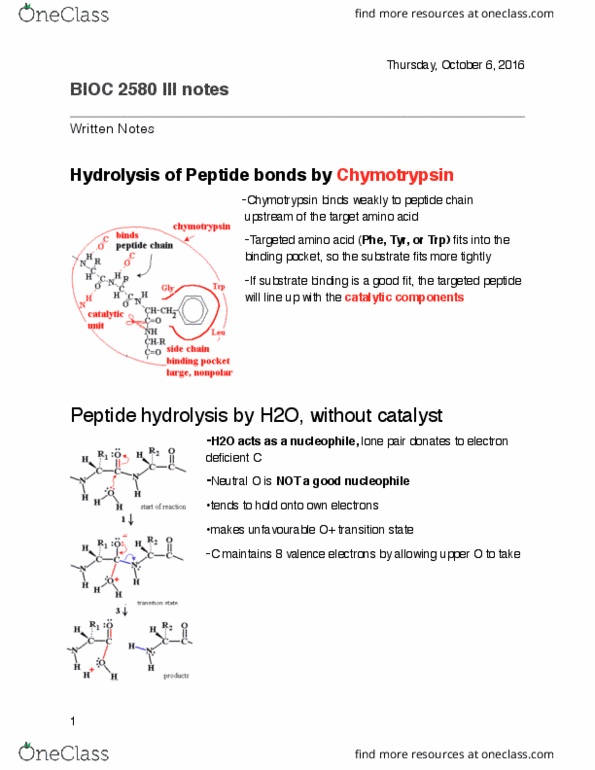BIOC 2580 Lecture Notes - Lecture 3: Chymotrypsin, Nucleophile, Lone Pair thumbnail