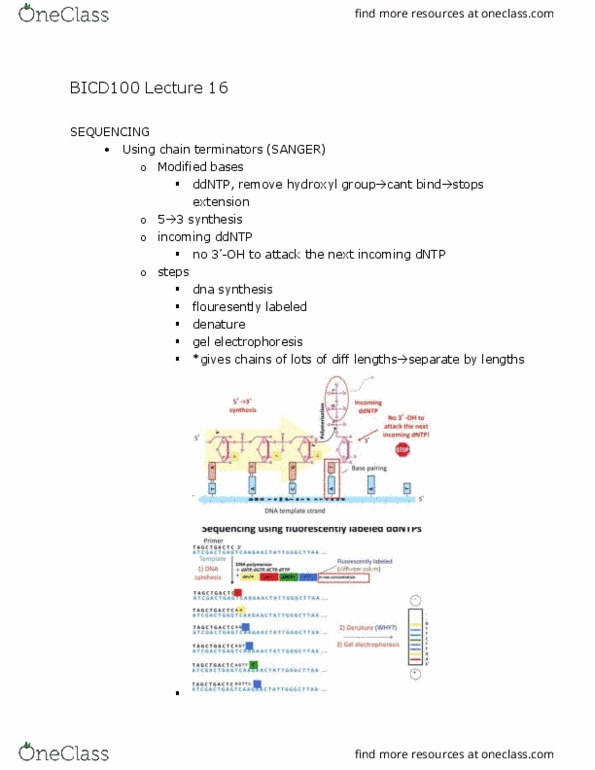 BICD 100 Lecture Notes - Lecture 16: Jigsaw Puzzle, Human Genome thumbnail
