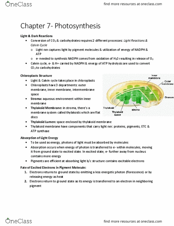 BIOL 1000 Chapter Notes - Chapter 7: Thylakoid, Light-Independent Reactions, Atp Synthase thumbnail