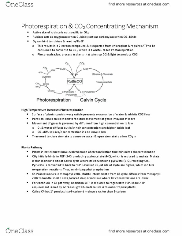 BIOL 1000 Chapter Notes - Chapter 7: Photorespiration, Rubisco, Carbon Fixation thumbnail