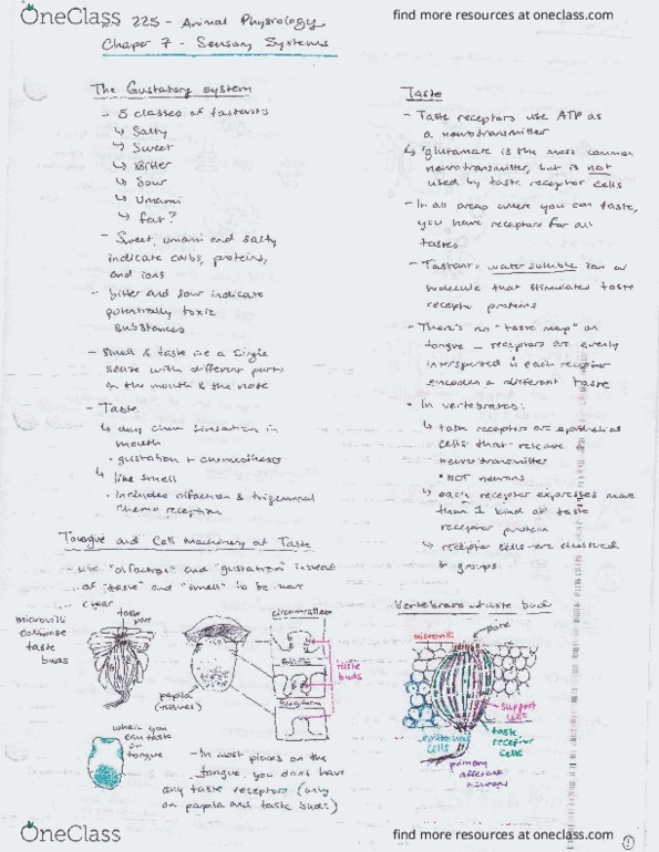 BIOLOGY 225 Lecture Notes - Lecture 8: Eocene, Von Willebrand Factor Type C Domain thumbnail