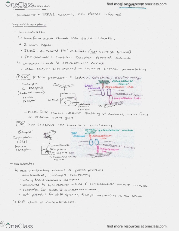 BIOLOGY 225 Lecture Notes - Lecture 9: Eocene thumbnail