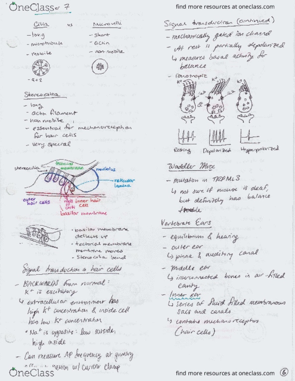 BIOLOGY 225 Lecture Notes - Lecture 10: Er1 Electric Trainset, Intravenous Therapy thumbnail
