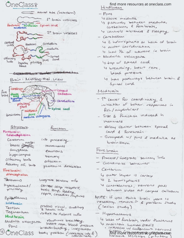 BIOLOGY 225 Lecture Notes - Lecture 13: Ovh thumbnail