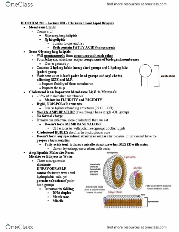 BIOCH200 Lecture Notes - Lecture 20: Formal Charge, Synthetic Membrane, Melting Point thumbnail