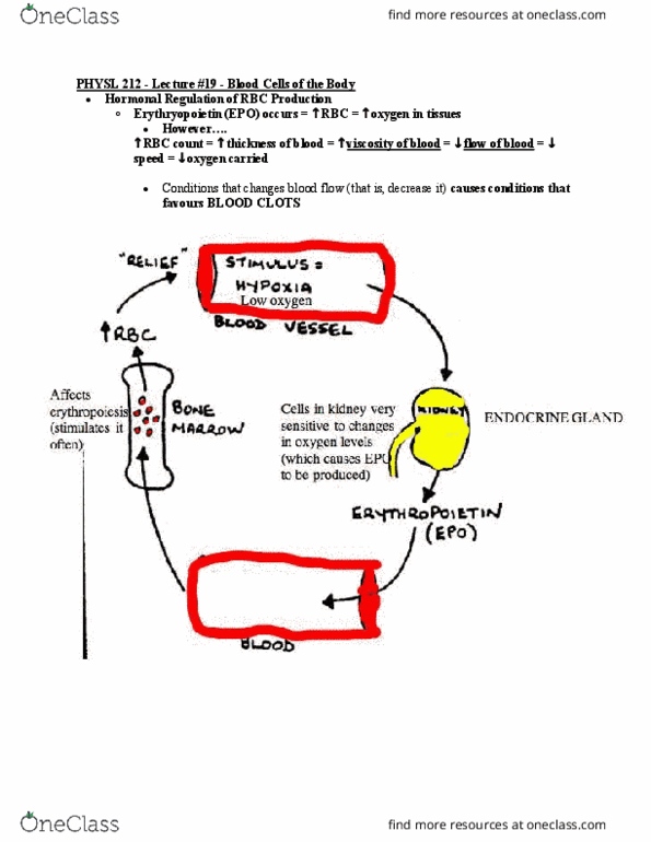 PHYSL212 Lecture Notes - Lecture 19: Pernicious Anemia, Complement System, Phagocytosis thumbnail