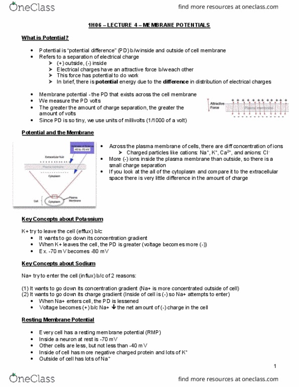 HTHSCI 1H06 Lecture Notes - Lecture 4: Depolarization, Skeletal Muscle, Voltage-Gated Ion Channel thumbnail