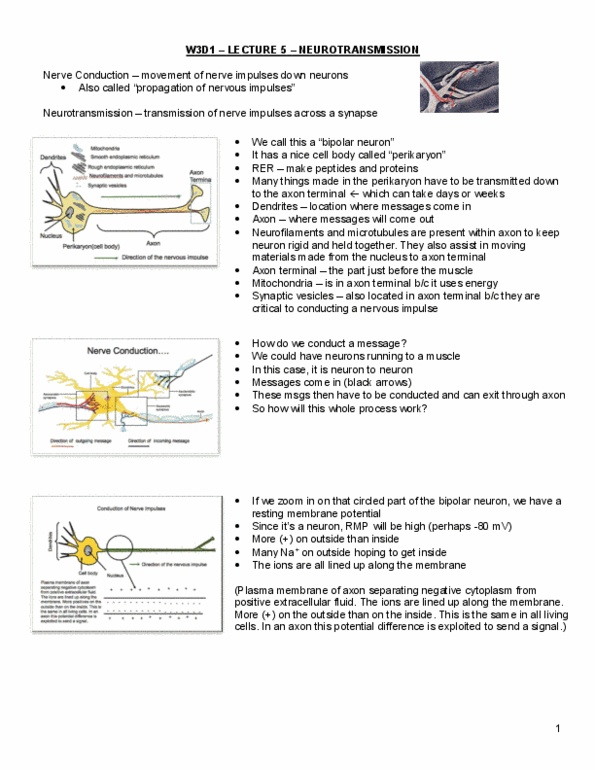 HTHSCI 1H06 Lecture Notes - Lecture 5: Monoamine Oxidase, Acetylcholine Receptor, Electrical Synapse thumbnail