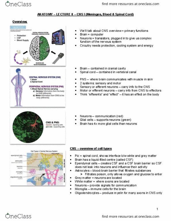 HTHSCI 1H06 Lecture Notes - Lecture 8: Hydrocephalus, Neural Crest, Macrophage thumbnail