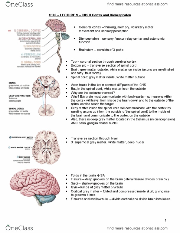 HTHSCI 1H06 Lecture Notes - Lecture 9: Deep Cerebellar Nuclei, Five Ws, Posterior Pituitary thumbnail