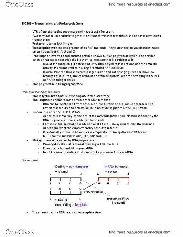 BIO206H5 Lecture Notes - Lecture 6: Peptide, Precursor Mrna, The Sequence thumbnail