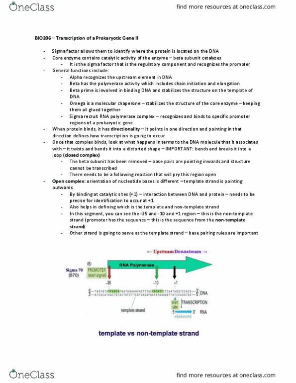 BIO206H5 Lecture Notes - Lecture 7: Primary Transcript, Covalent Bond, Transcription Preinitiation Complex thumbnail