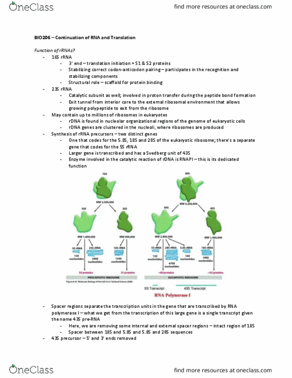 BIO206H5 Lecture Notes - Lecture 12: Prokaryotic Large Ribosomal Subunit, World Federation Of Trade Unions, Error Detection And Correction thumbnail