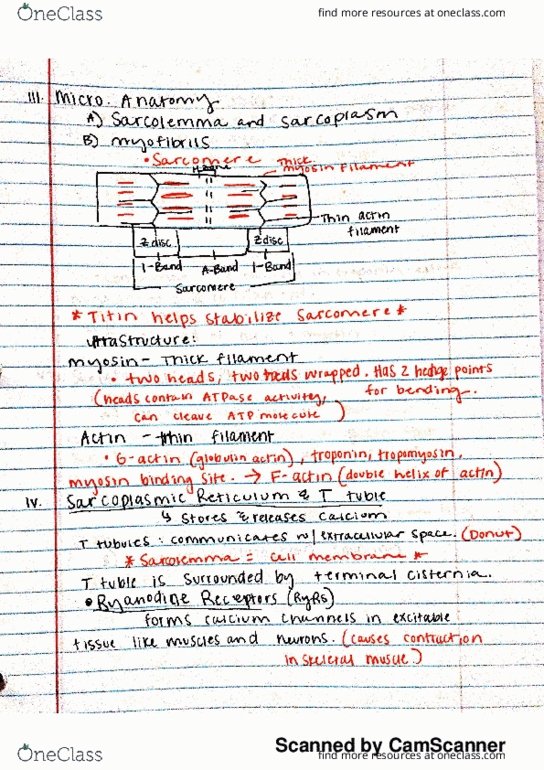 ALS 2304 Lecture 4: Muscle Anatomy and Physiology thumbnail