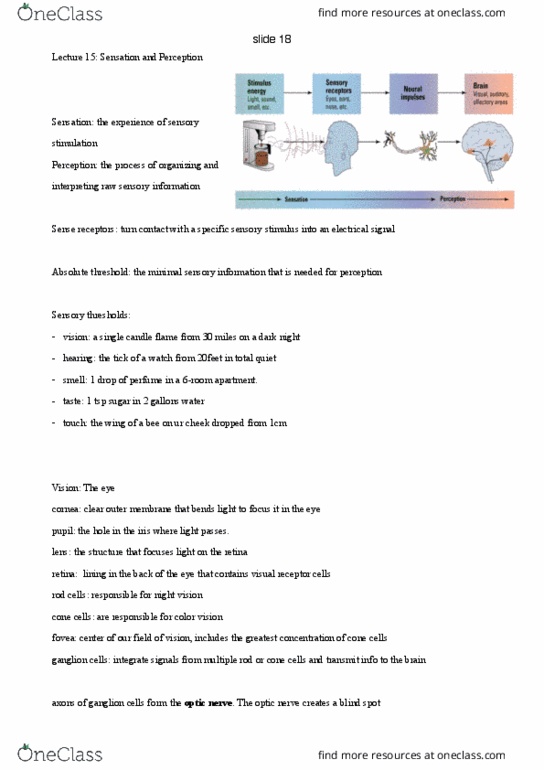 PSYC 111 Lecture Notes - Lecture 16: Prosopagnosia, Occipital Lobe, Trichromacy thumbnail