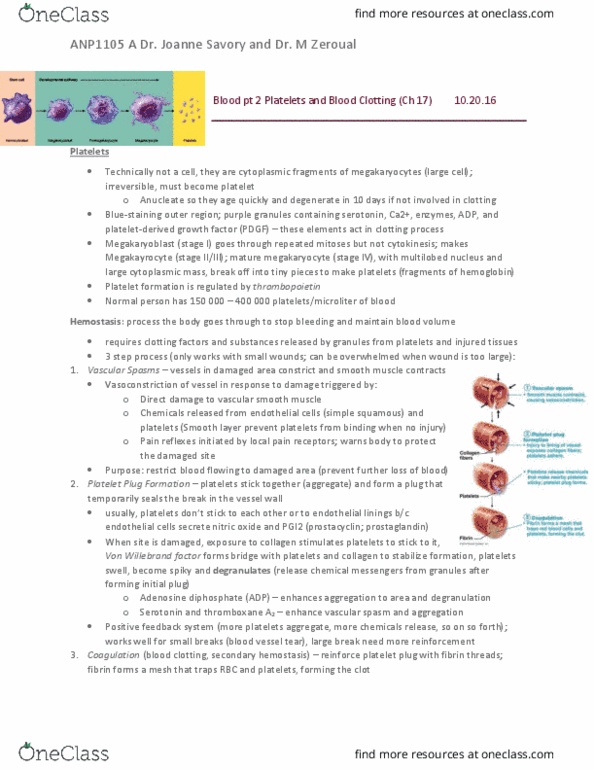 ANP 1105 Chapter 17: Blood Clotting (Platelets) and Blood Types thumbnail