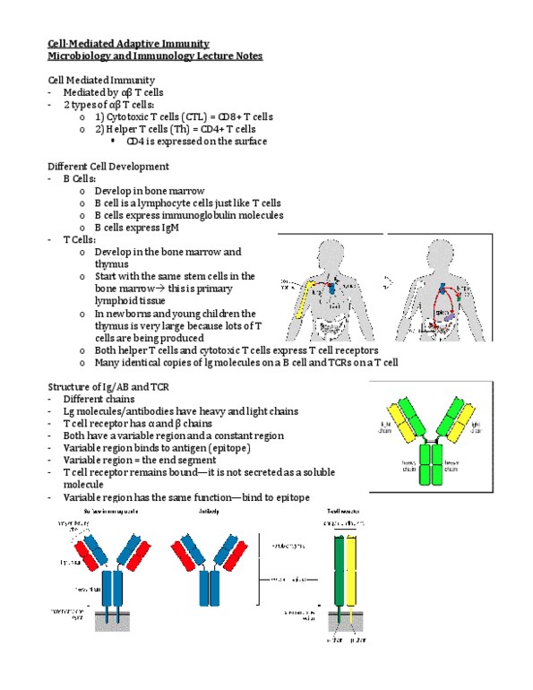 Microbiology and Immunology 2500A/B Lecture Notes - Enzyme, Endosome, Phagocyte thumbnail