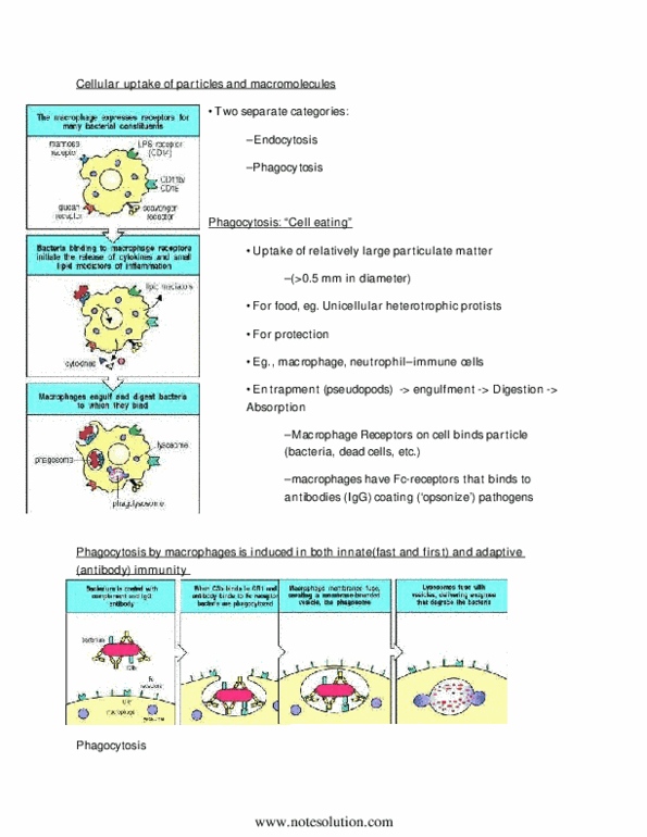 BIOB10H3 Lecture Notes - Peroxisomal Targeting Signal, Listeria Monocytogenes, Phagocytosis thumbnail