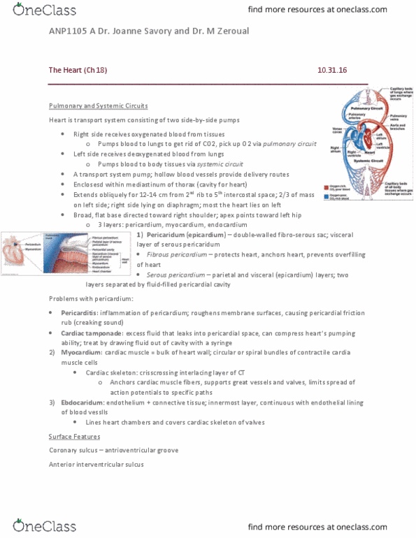 ANP 1105 Lecture Notes - Lecture 13: Endoplasmic Reticulum, Cardiac Muscle Cell, Syncytium thumbnail