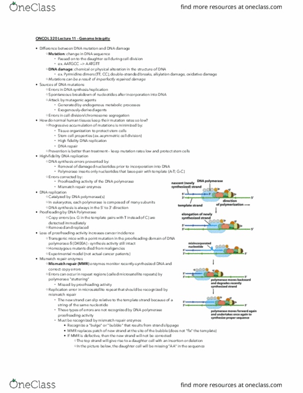 ONCOL320 Lecture Notes - Lecture 11: Myc, Superoxide Dismutase, Melanosome thumbnail