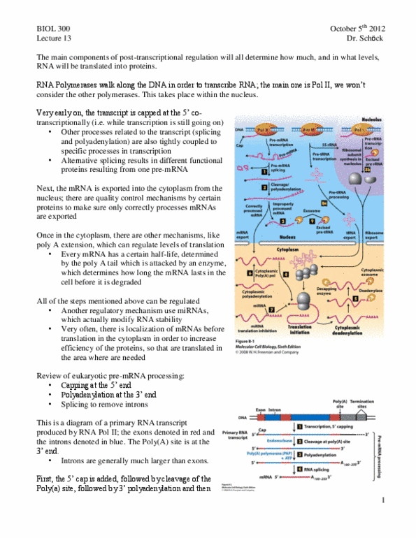 BIOL 300 Lecture Notes - Lecture 13: Cleavage And Polyadenylation Specificity Factor, Transcription Preinitiation Complex, 65-Nanometer Process thumbnail